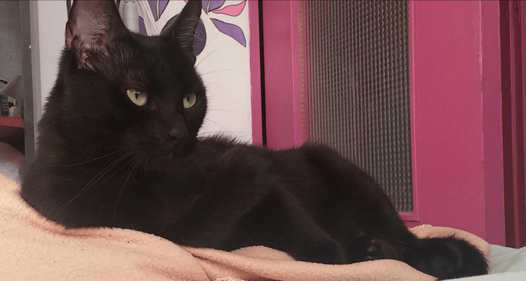 Eu sunt Tasha și TREBUIE să miros orice are mama în mână sau în&nbsp;farfurie